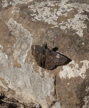 Image of Funereal Duskywing