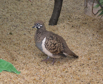 Image of Bronzewings