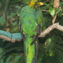 Image de Quetzal doré