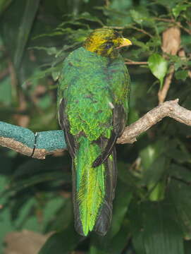 Image de Quetzal doré