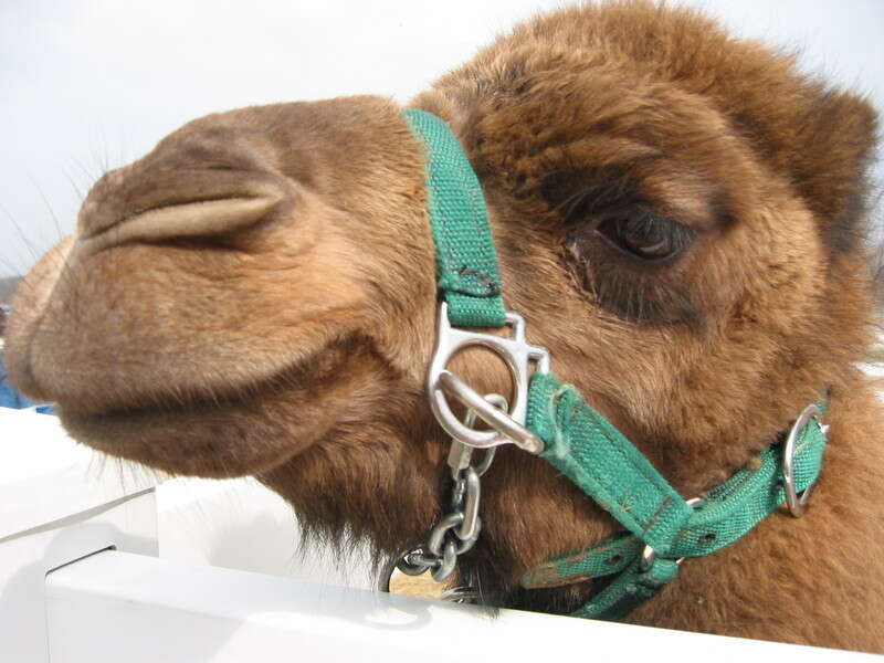 Image of Dromedary