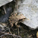 Image of Strecker's Chorus Frog