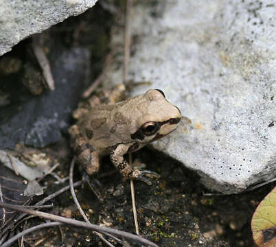 Image of Strecker's Chorus Frog