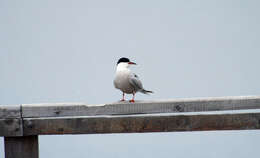 Imagem de Sterna hirundo Linnaeus 1758