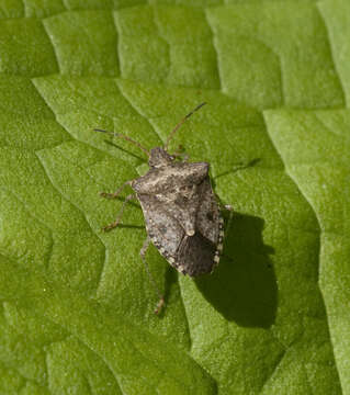 Image of Brown Stink Bug