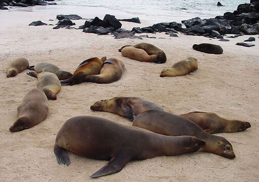 Image of Sea Lion