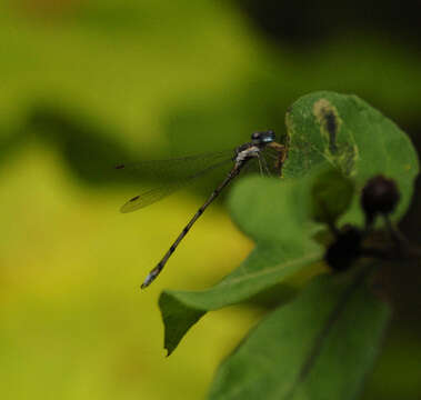 Image of Spotted Spreadwing