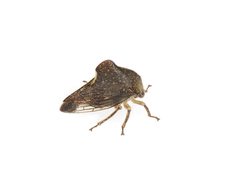 Image of Membracidae