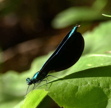 Image of Jewelwings