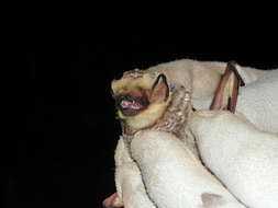 Image of Hawaiian Hoary Bat