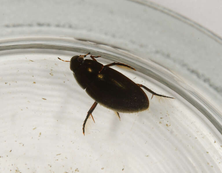 Image of water scavenger beetles