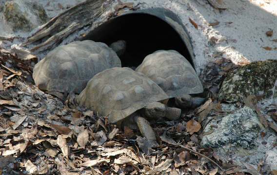 Слика од Gopherus polyphemus (Daudin 1802)