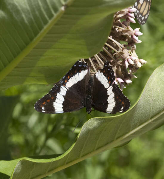 Imagem de Limenitis arthemis Drury 1773