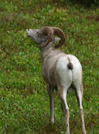 Image of bighorn sheep