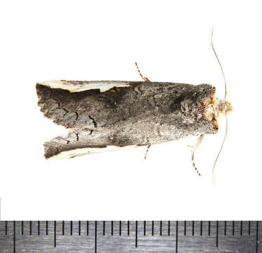Image of Red-humped Oakworm