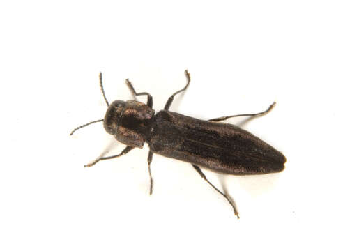 Image of Agrilus