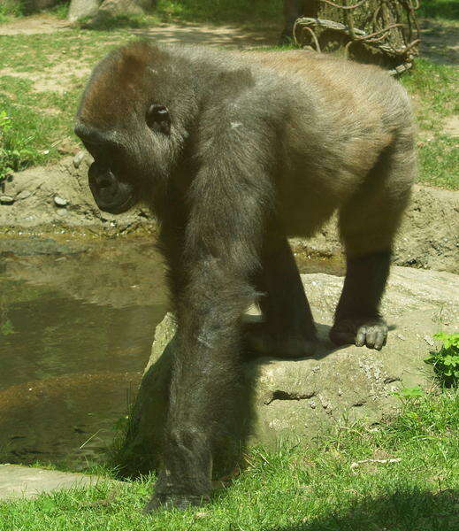 Sivun gorilla kuva