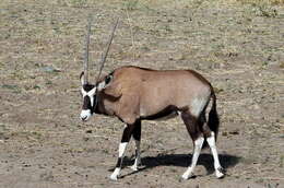 南非劍羚的圖片
