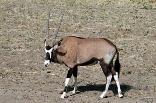 Image of Gemsbok