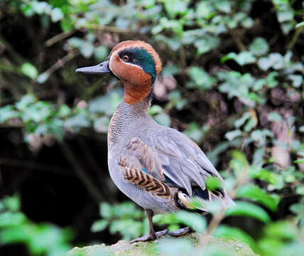 Image of teal, common teal