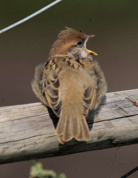 Image of Eurasian Tree Sparrow