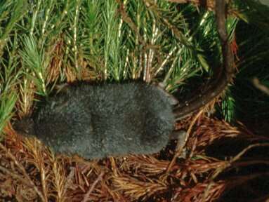 Image of Long-tailed Shrew
