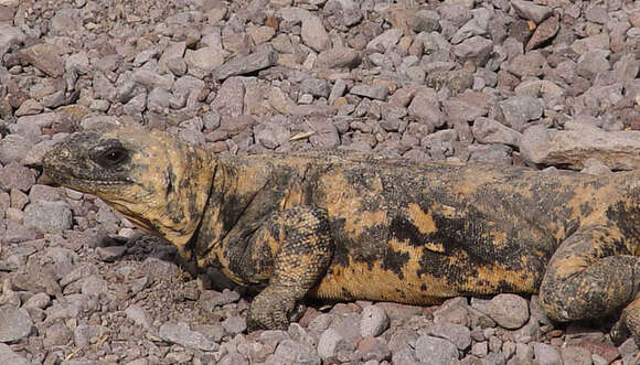 Image of chuckwalla