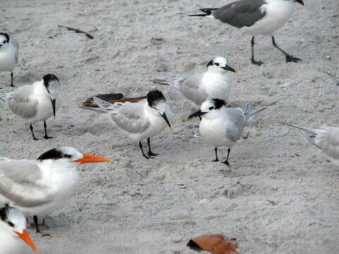 Image of royal tern