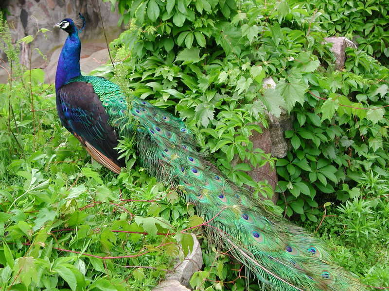 Image of Asiatic peafowl