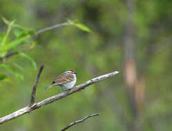 Image of Chipping Sparrow