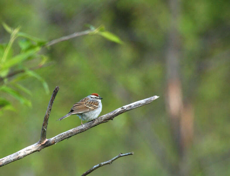 Spizella passerina (Bechstein 1798) resmi