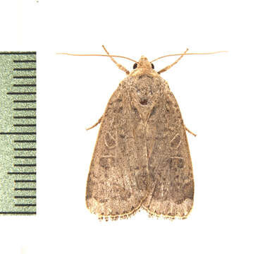 Image of Abagrotis