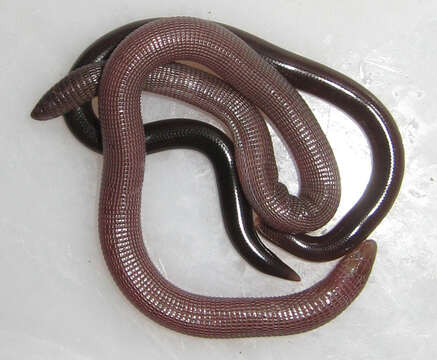 Image of Mann's  Worm Lizard