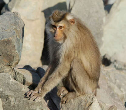 Image of Pig-Tail Macaque