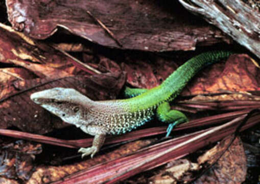 Image of Common Puerto Rican Ameiva