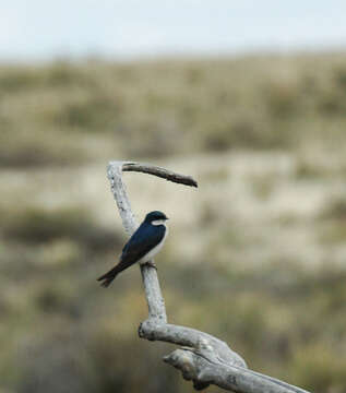 Image of Tree Swallow