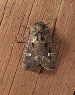 Image of Bristly Cutworm