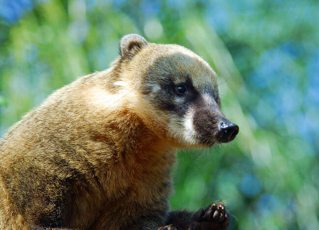 Image of South American Coati