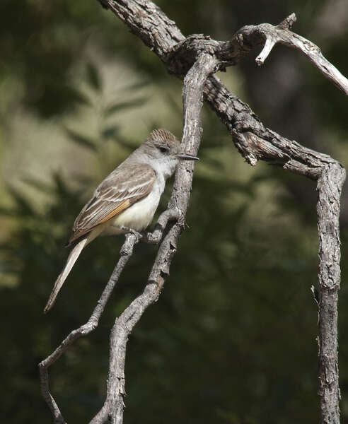 Image of Brown-crested Flycatcher