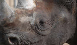 Image of Black Rhinoceros