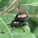 Image of Japanese Beetle