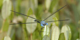 Image of Amber-winged Spreadwing