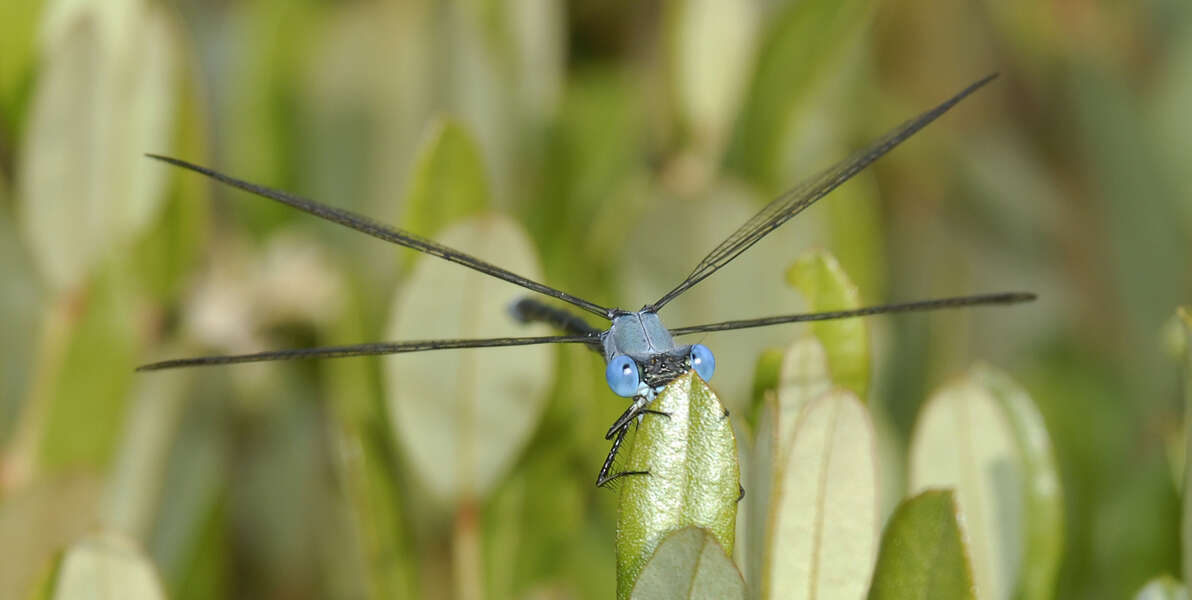 Image of Amber-winged Spreadwing