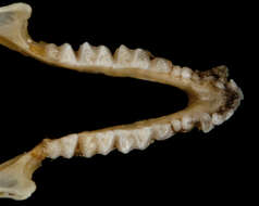 Image of Cave Myotis
