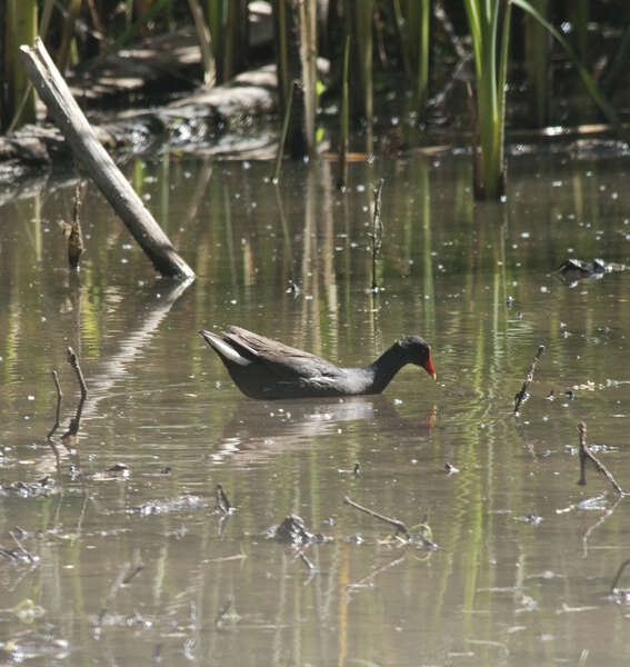 Image of Typical Moorhens