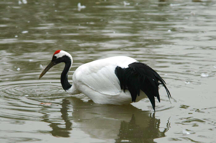 Image of Japanese Crane