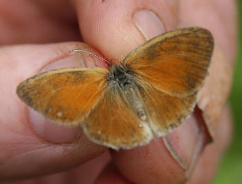 Image of Ringlets