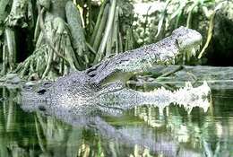 Imagem de Crocodylus porosus Schneider 1801