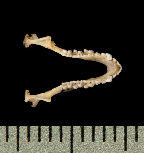 Image of Nathusius' Pipistrelle
