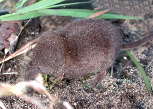 Image of Arctic Shrew